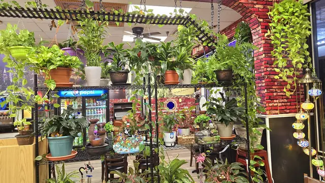 Plant shelves and hanging lanterns in the dining room